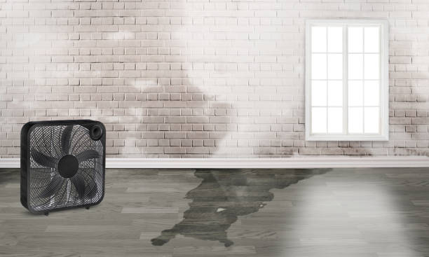 Best Water damage restoration experts  in Lawai, HI